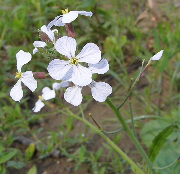 Acker-Hederich, Raphanus raphanistrum